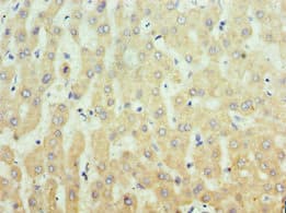 IRS1 Antibody (aa1-160)