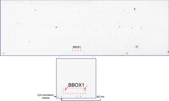 BBOX1 / BBOX Antibody (clone UMAB119, Carrier-free)