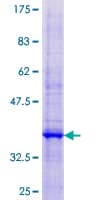 Human MAP17 / PDZK1IP1 Protein (Recombinant GST)