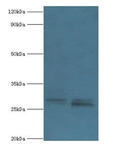 PIGX Antibody (aa42-230)