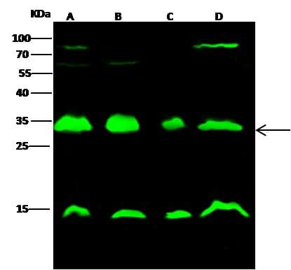 Polyclonal Rabbit anti-Crab-eating macaque YWHAB / 14-3-3 Beta Antibody (Preservative Free, WB)