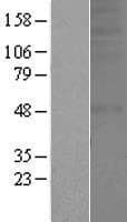 OR1A2 Protein (Over-Expression Lysate Myc-DDK (Flag))