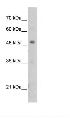 PBX3 Antibody (N-Terminus)