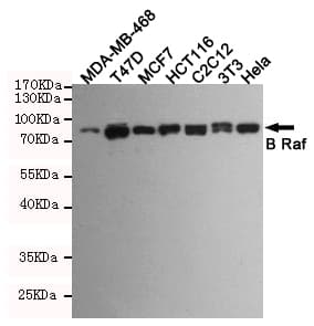 BRAF / B-Raf Antibody