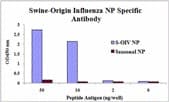 Influenza A Virus Nucleoprotein Antibody