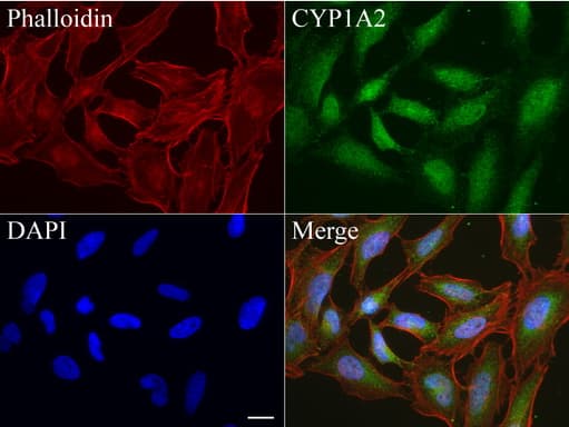Monoclonal Mouse anti-Human CYP1A2 Antibody (clone UMAB105, IHC, IF, WB)