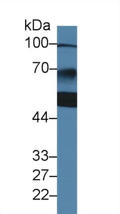 ZBP1 Antibody (aa10-167, Biotin)