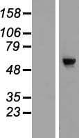 CDC40 Protein (Over-Expression Lysate Myc-DDK (Flag))