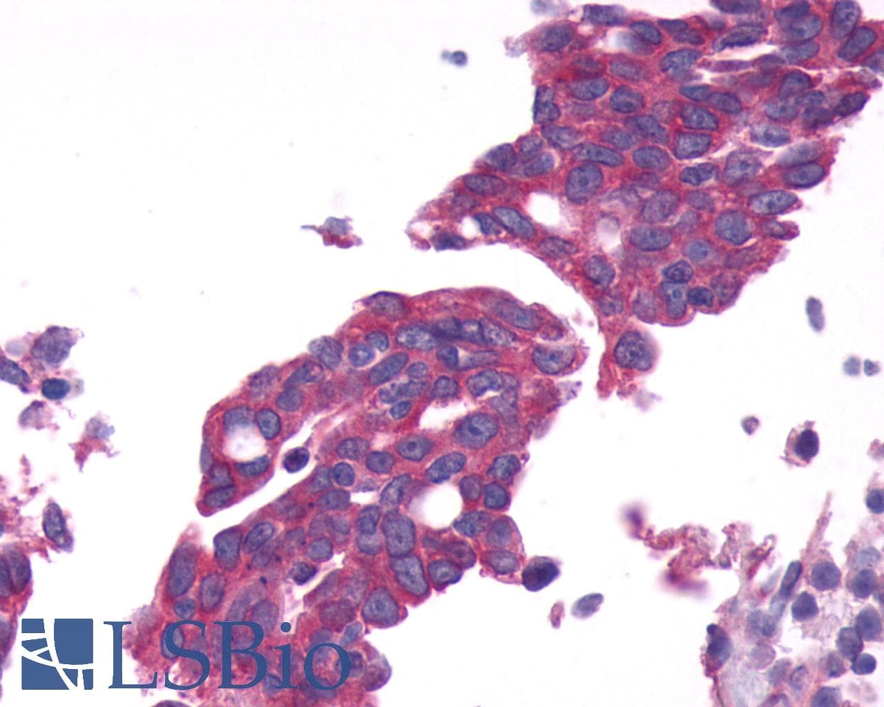 PathPlus™ GPRC6A Antibody (N-Terminus)