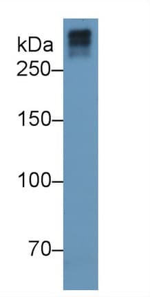 Collagen VII Antibody