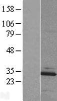 MBLAC2 Protein (Over-Expression Lysate Myc-DDK (Flag))