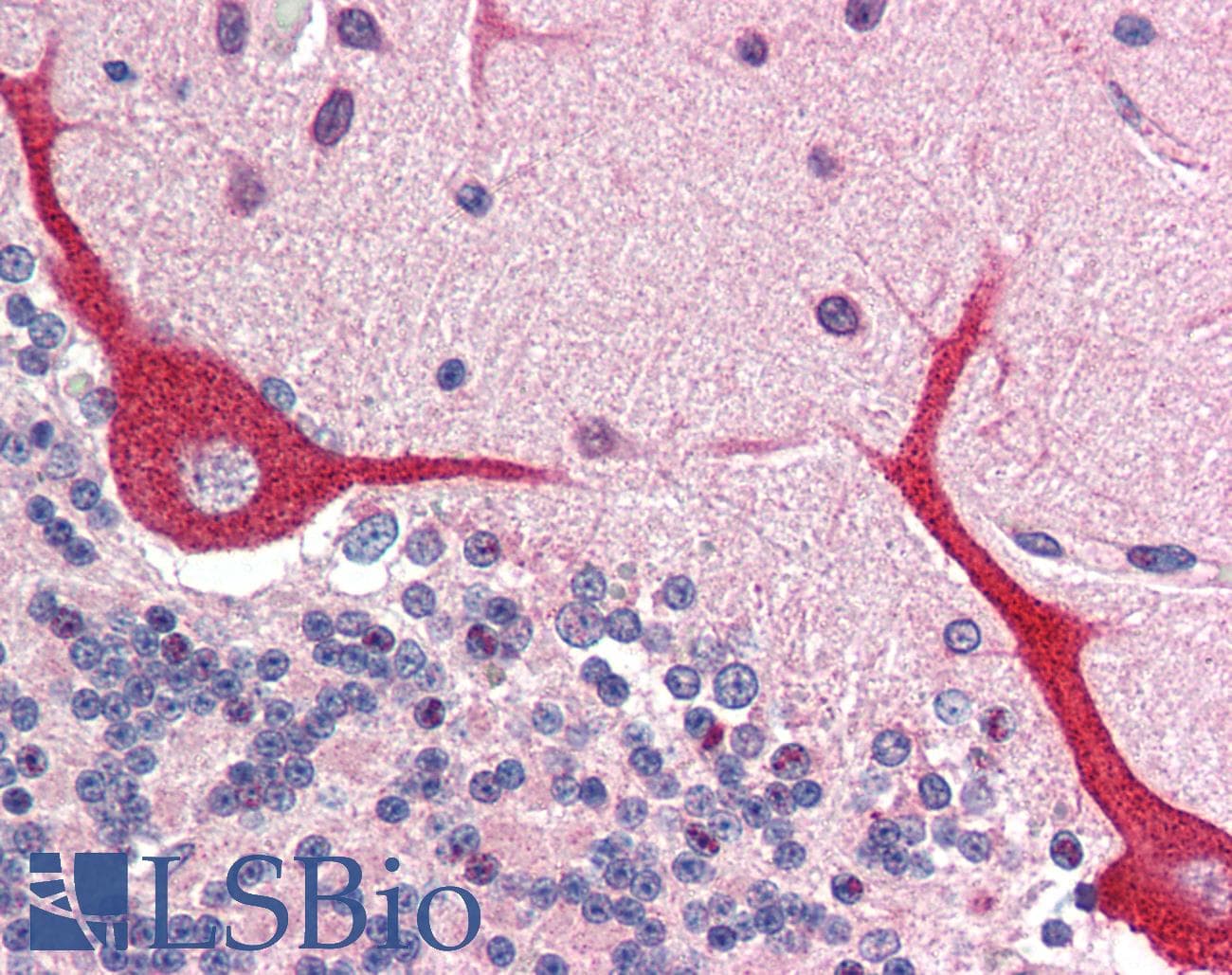 PathPlus™ IL23A / IL-23 p19 Antibody