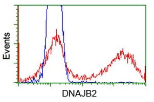 Monoclonal Mouse anti-Human DNAJB2 Antibody (clone OTI5C11, WB)