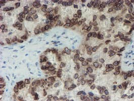 SENP2 Antibody (aa139-523, clone OTI3D3, Carrier-free)