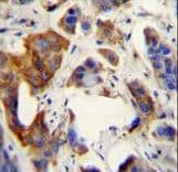 UBFD1 Antibody (aa1-30)