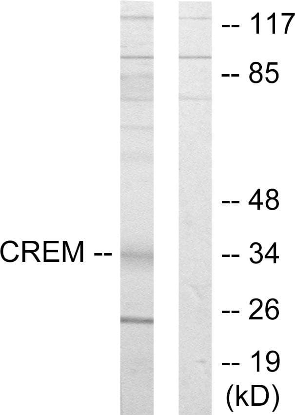 CREM / ICER Antibody