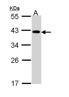 EIF2B2 Antibody (aa88-323)