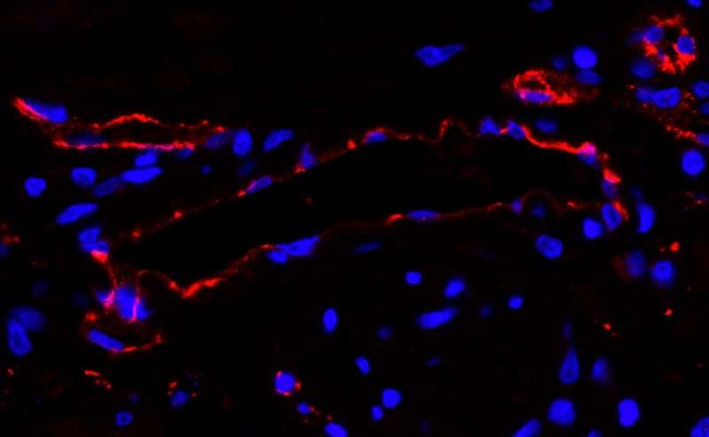 PECAM-1 / CD31 Antibody (aa700-C-term)