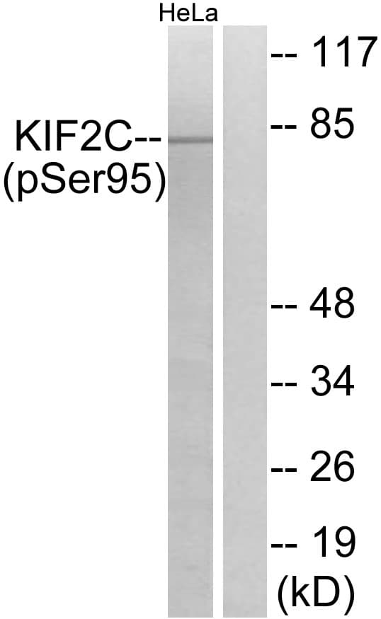 KIF2C / MCAK Antibody (phospho-Ser95)