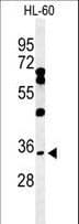 BHLHE22 / BHLHB5 Antibody (aa236-264)