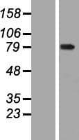 WDR93 Protein (Over-Expression Lysate Myc-DDK (Flag))