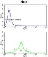 CDC20 Antibody (aa57-84)