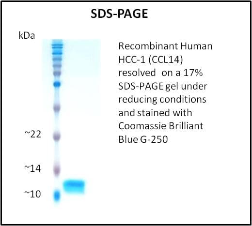 Human CCL14 Protein (Recombinant)