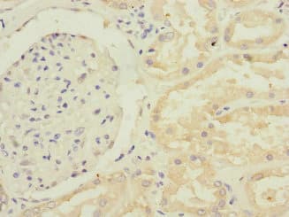GFM2 Antibody