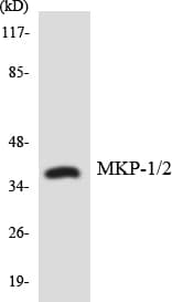 Polyclonal Rabbit anti-Human DUSP1 + DUSP4 Antibody (aa241-290, IHC, WB)
