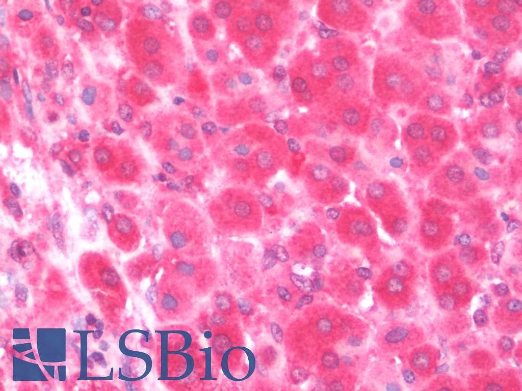 IHC-plus™ Monoclonal Mouse anti-Human TDO2 Antibody (clone 4G2, IHC, WB)