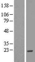 EFCAB11 / C14orf143 Protein (Over-Expression Lysate Myc-DDK (Flag))
