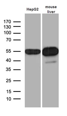 ALDH7A1 Antibody (clone OTI1A9, Carrier-free)