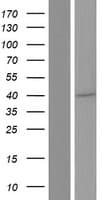 SPATA6L Protein (Over-Expression Lysate Myc-DDK (Flag))