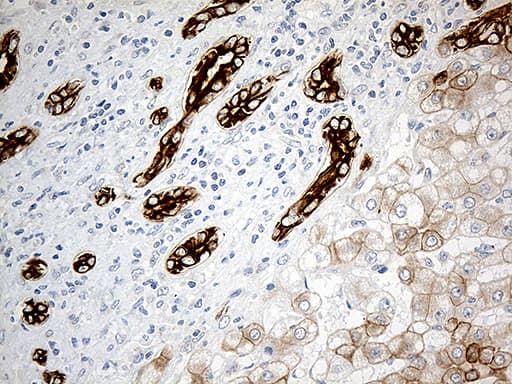 SYNE1 / Nesprin 1 Antibody (aa1-285, clone OTI1E10)