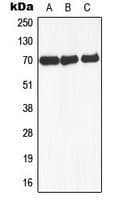 ARA70 / NCOA4 Antibody (Internal)