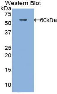 FSIP1 Antibody (aa55-287, HRP)