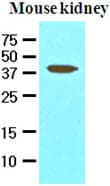 AVEN / PDCD12 Antibody (aa254-362, clone 3G4)