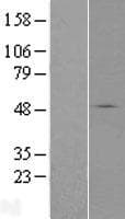 SLC37A3 Protein (Over-Expression Lysate Myc-DDK (Flag))