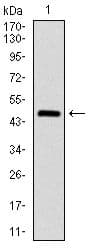 ASS1 / ASS Antibody (clone 2B10)