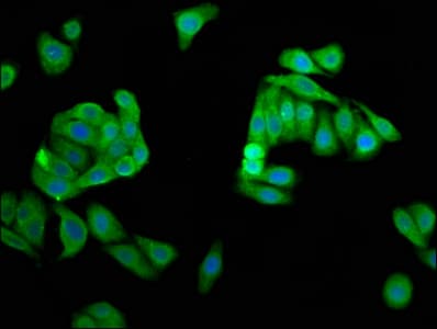 DPPA5 Antibody