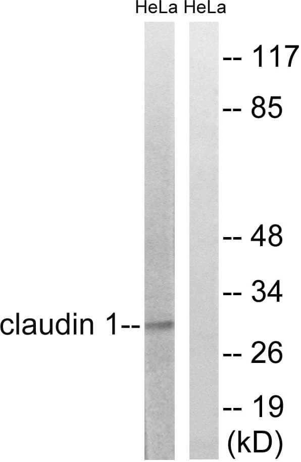 Polyclonal Rabbit anti-Human CLDN1 / Claudin 1 Antibody (aa162-211, WB)