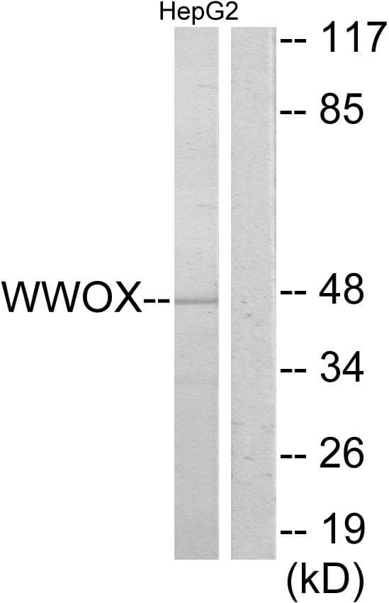 WWOX Antibody