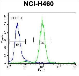 Polyclonal Rabbit anti-Human ACHE / Acetylcholinesterase Antibody (aa147-175, IHC, IF, WB)