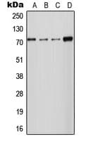 SLC24A2 / NCKX2 Antibody (Internal)