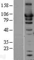 HSP90AB1 / HSP90 Alpha B1 Protein (Over-Expression Lysate Myc-DDK (Flag))