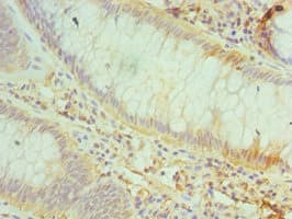 CD48 Antibody (aa27-125)