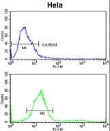 Polyclonal Rabbit anti-Human TECPR1 Antibody (aa1094-1122, IHC, WB)