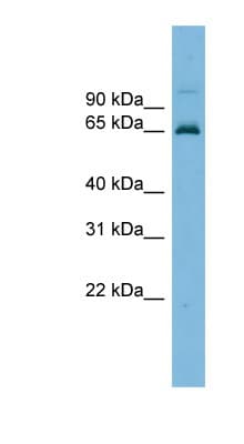 TRIM25 Antibody (aa251-300)
