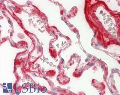 MFAP4 Antibody (aa74-123)