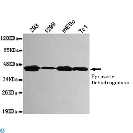 Monoclonal Mouse anti-Human PDHA1 / PDH E1 Alpha Antibody (WB)